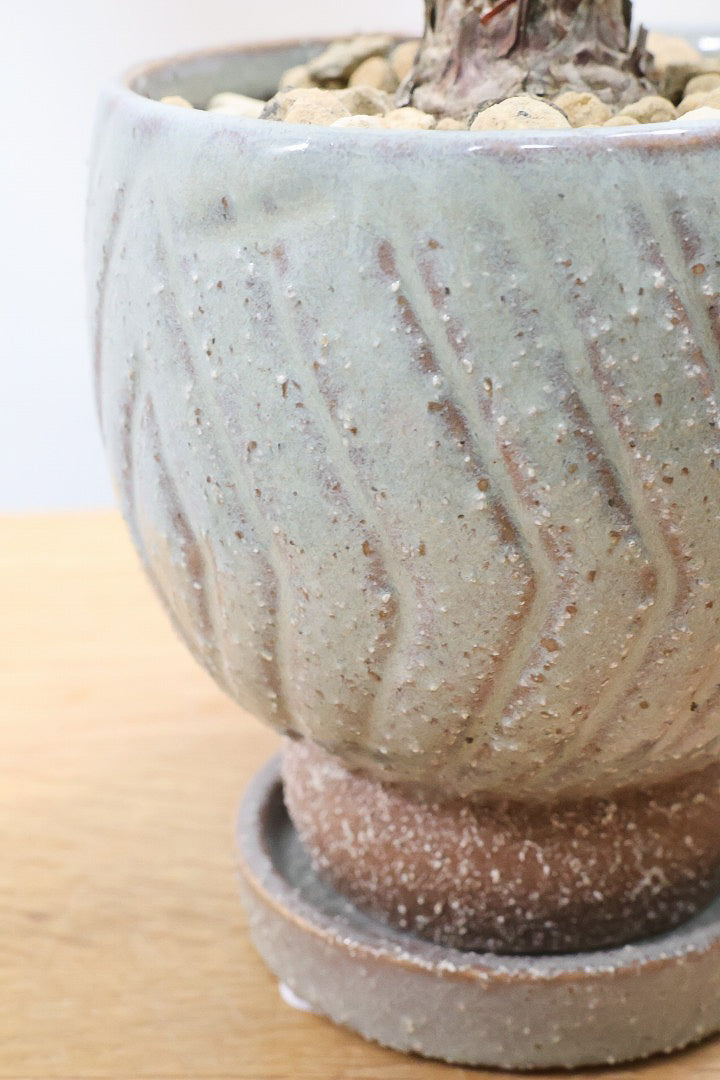 【ザミア フロリダーナ】沖縄で生産されました！このサイズはあまり見かけないので、ぜひともご検討ください！