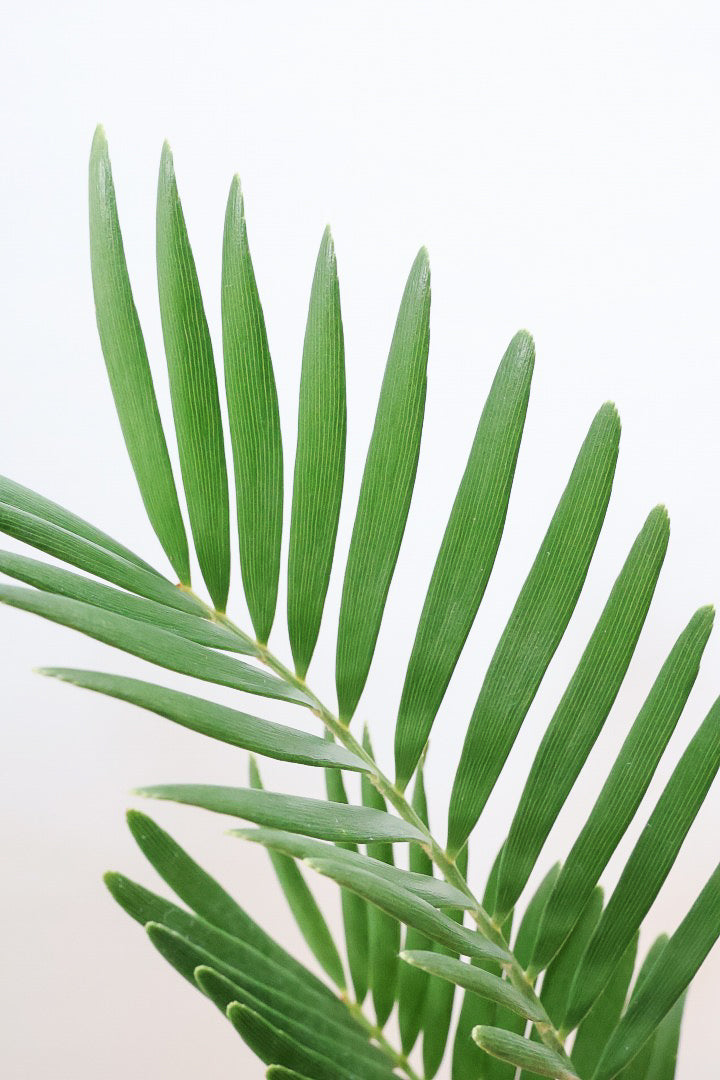 【ザミア フロリダーナ】沖縄で生産されました！このサイズはあまり見かけないので、ぜひともご検討ください！