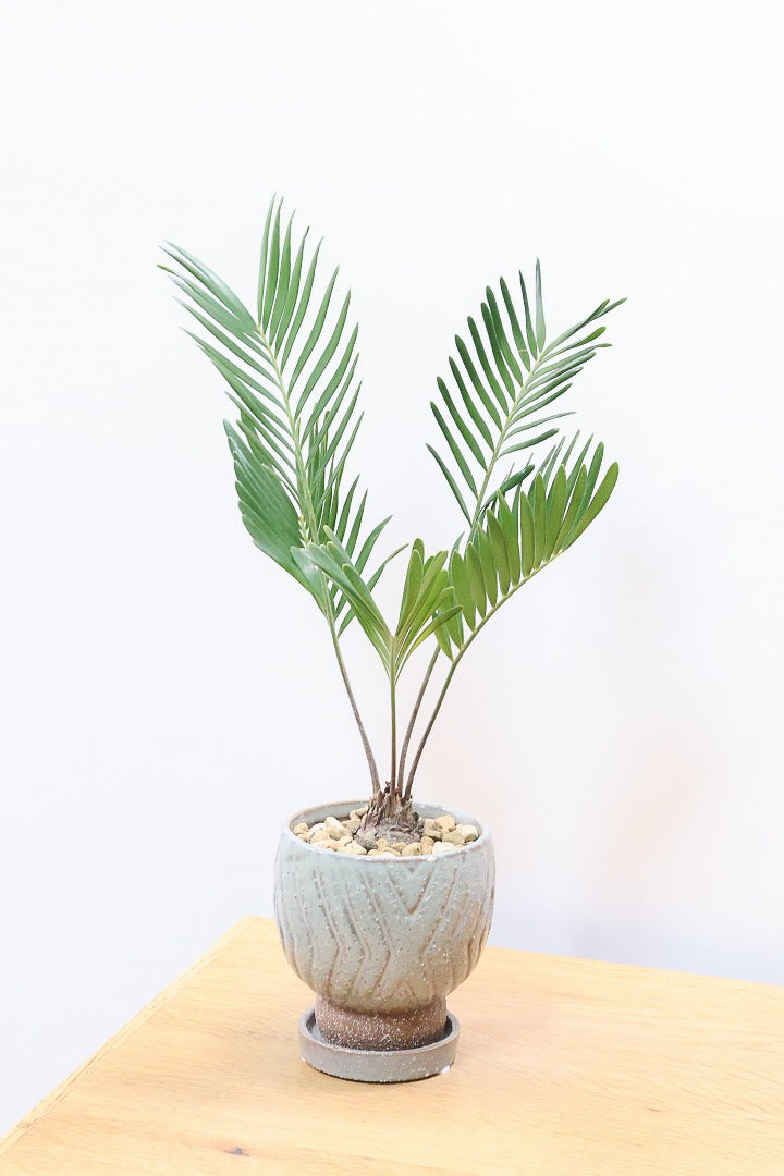 【ザミア フロリダーナ】沖縄で生産されました！このサイズはあまり見かけないので、ぜひともご検討ください！