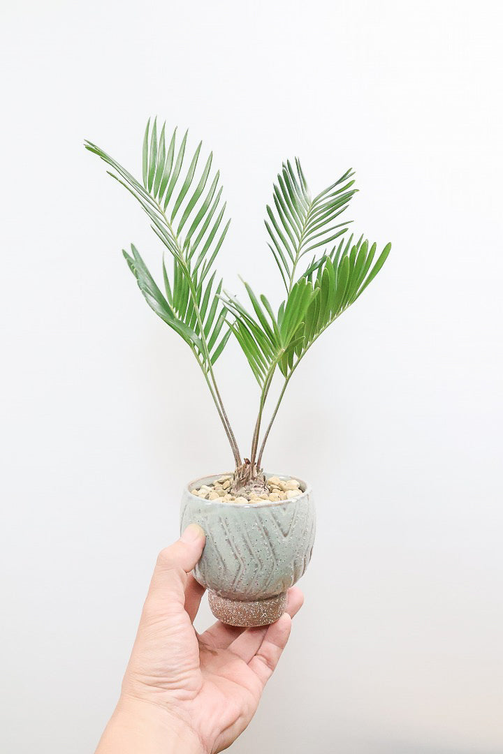 【ザミア フロリダーナ】沖縄で生産されました！このサイズはあまり見かけないので、ぜひともご検討ください！