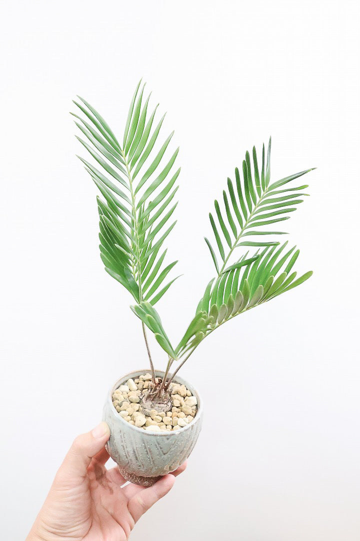 【ザミア フロリダーナ】沖縄で生産されました！このサイズはあまり見かけないので、ぜひともご検討ください！