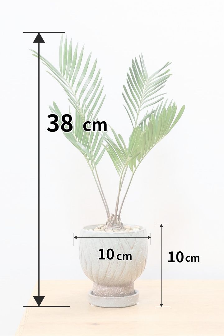 【ザミア フロリダーナ】沖縄で生産されました！このサイズはあまり見かけないので、ぜひともご検討ください！