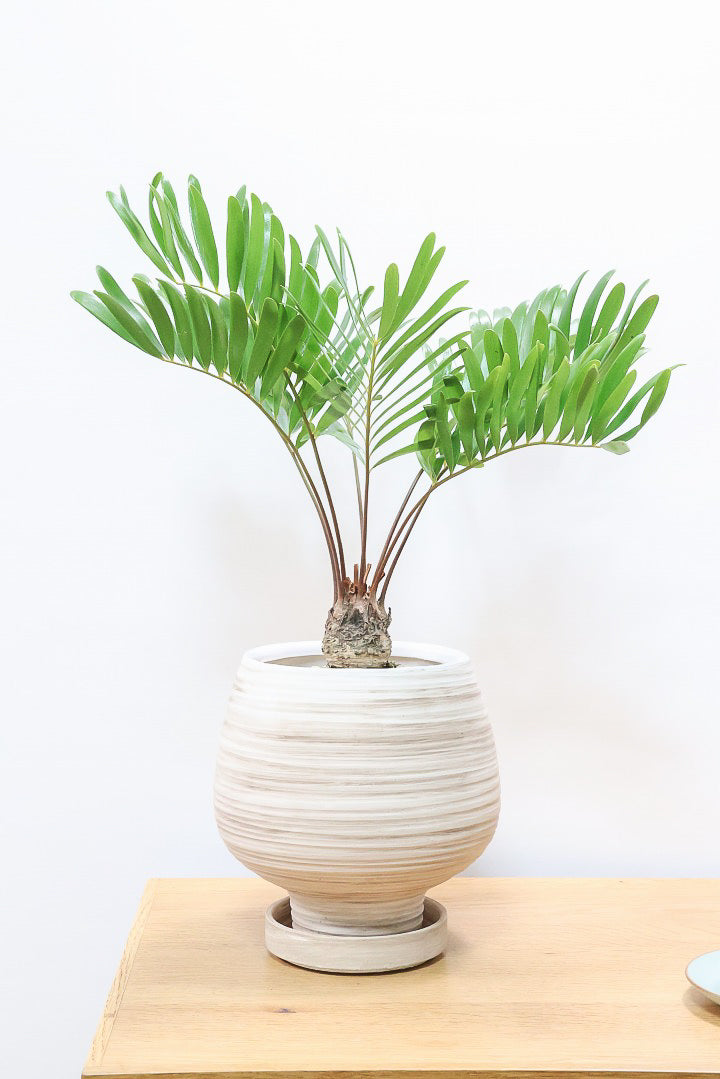 【ザミア フロリダ―ナ】ボリュームのあるサイズ！シャープな葉っぱが素敵！ギュッとした個性的なフォルムが特徴の希少な観葉植物！