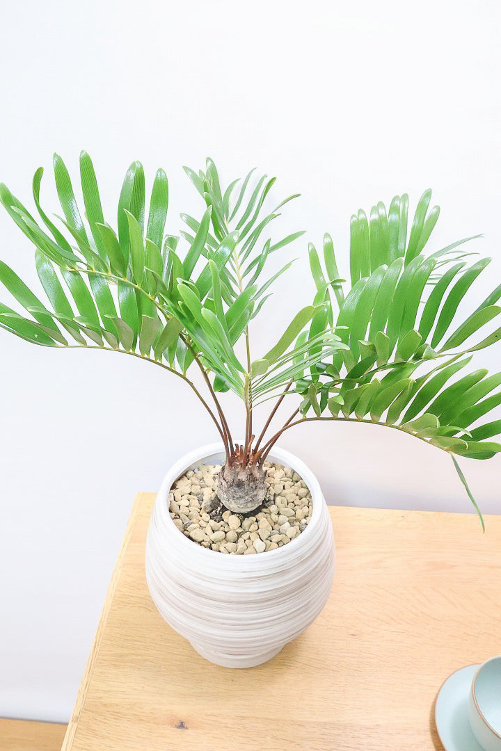 【ザミア フロリダ―ナ】ボリュームのあるサイズ！シャープな葉っぱが素敵！ギュッとした個性的なフォルムが特徴の希少な観葉植物！