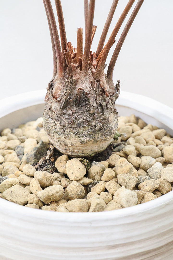 【ザミア フロリダ―ナ】ボリュームのあるサイズ！シャープな葉っぱが素敵！ギュッとした個性的なフォルムが特徴の希少な観葉植物！