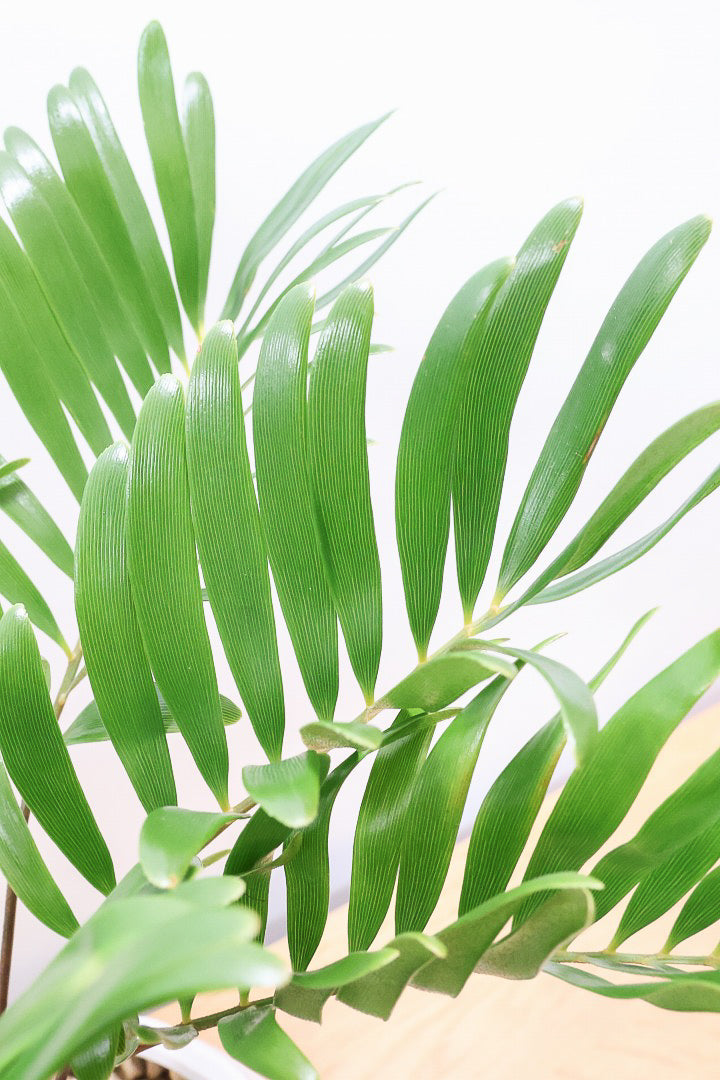 【ザミア フロリダ―ナ】ボリュームのあるサイズ！シャープな葉っぱが素敵！ギュッとした個性的なフォルムが特徴の希少な観葉植物！