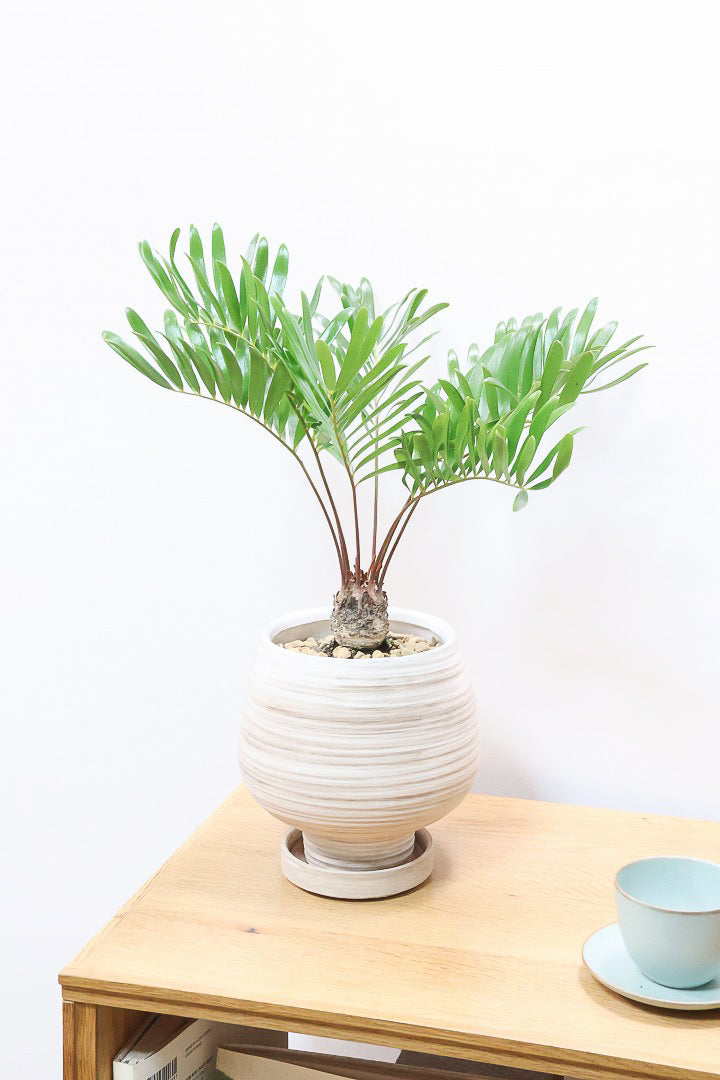 【ザミア フロリダ―ナ】ボリュームのあるサイズ！シャープな葉っぱが素敵！ギュッとした個性的なフォルムが特徴の希少な観葉植物！