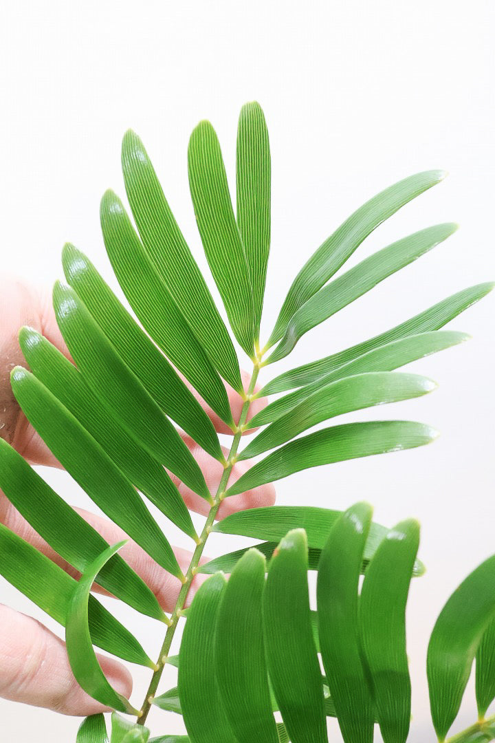 【ザミア フロリダ―ナ】ボリュームのあるサイズ！シャープな葉っぱが素敵！ギュッとした個性的なフォルムが特徴の希少な観葉植物！