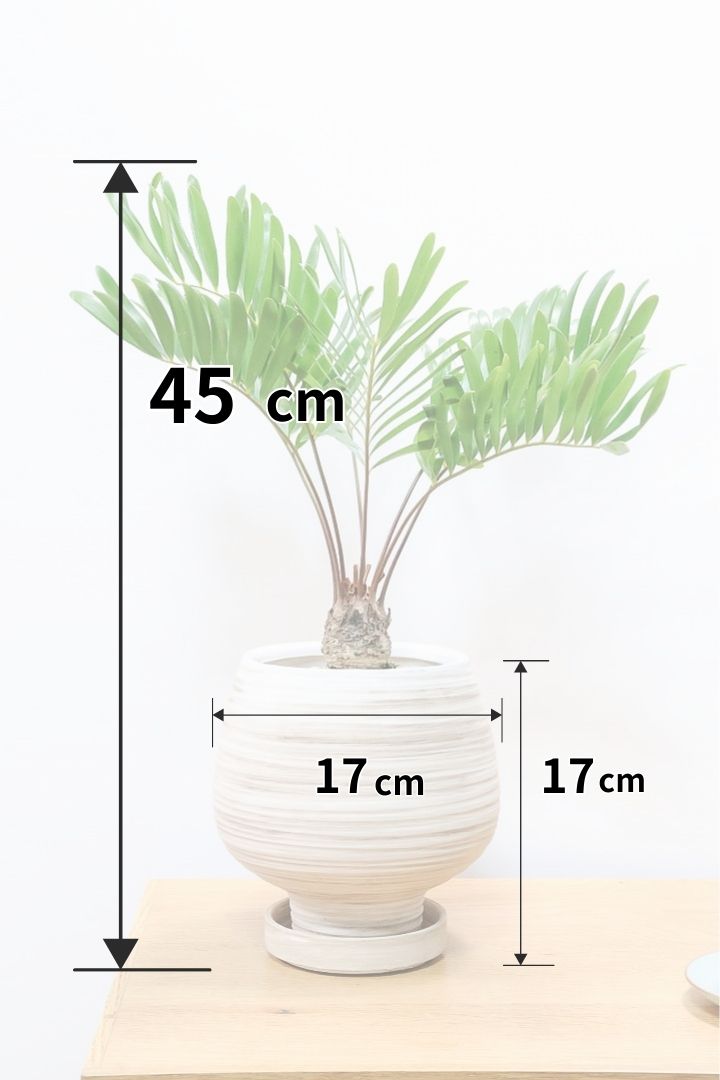 【ザミア フロリダ―ナ】ボリュームのあるサイズ！シャープな葉っぱが素敵！ギュッとした個性的なフォルムが特徴の希少な観葉植物！