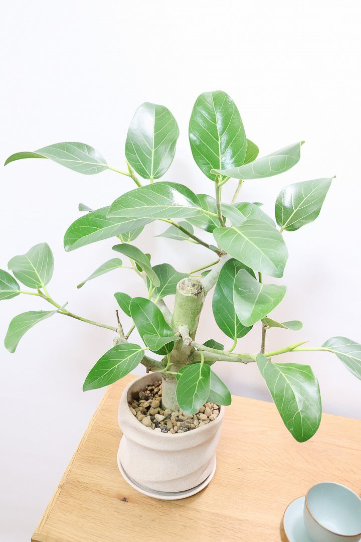 フィカス ベンガレンシスPIV60929| 観葉植物の通信販売 | APEGO(アペーゴ)