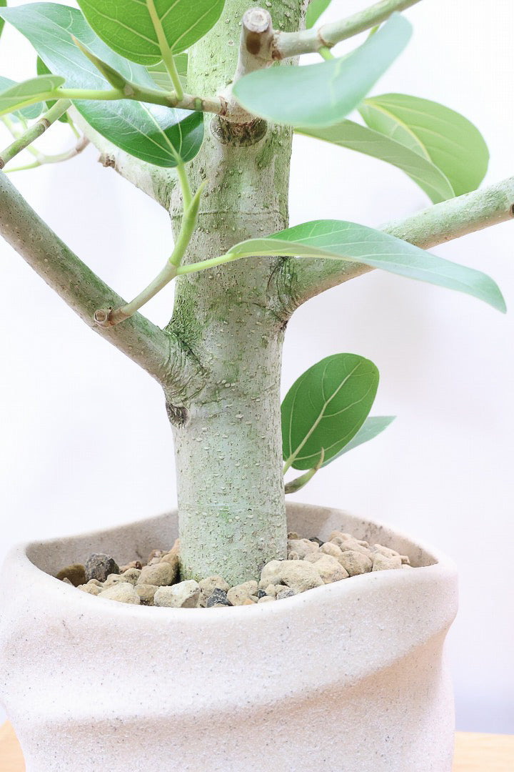 【フィカス ベンガレンシス】ほぼほぼ丸太のような太い幹！このような樹形はめったに出会えません！
