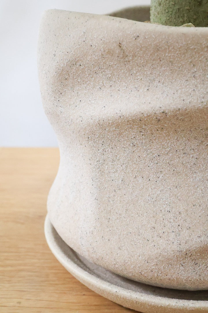 【フィカス ベンガレンシス】ほぼほぼ丸太のような太い幹！このような樹形はめったに出会えません！