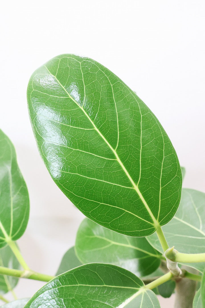 【フィカス ベンガレンシス】ほぼほぼ丸太のような太い幹！このような樹形はめったに出会えません！