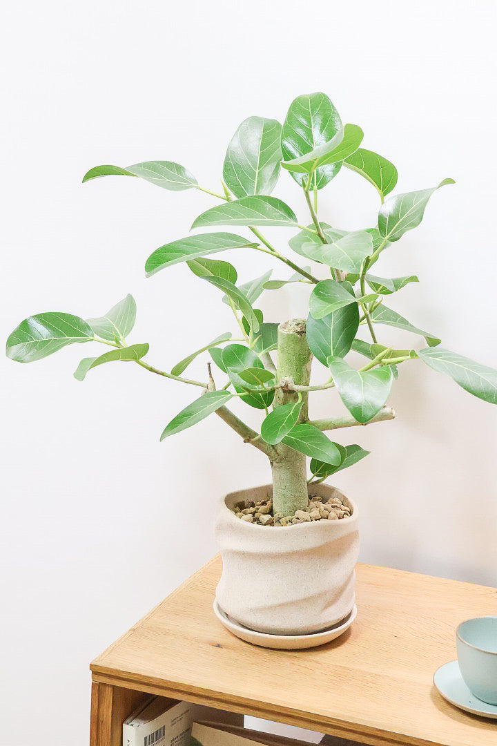 【フィカス ベンガレンシス】ほぼほぼ丸太のような太い幹！このような樹形はめったに出会えません！