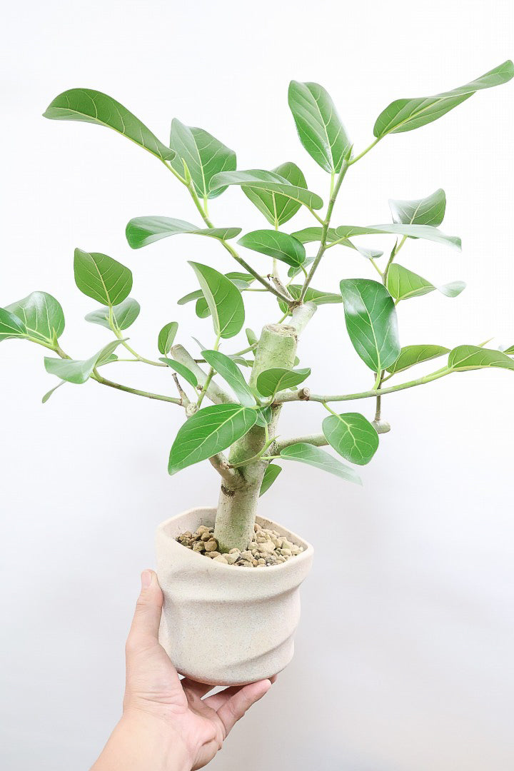 【フィカス ベンガレンシス】ほぼほぼ丸太のような太い幹！このような樹形はめったに出会えません！