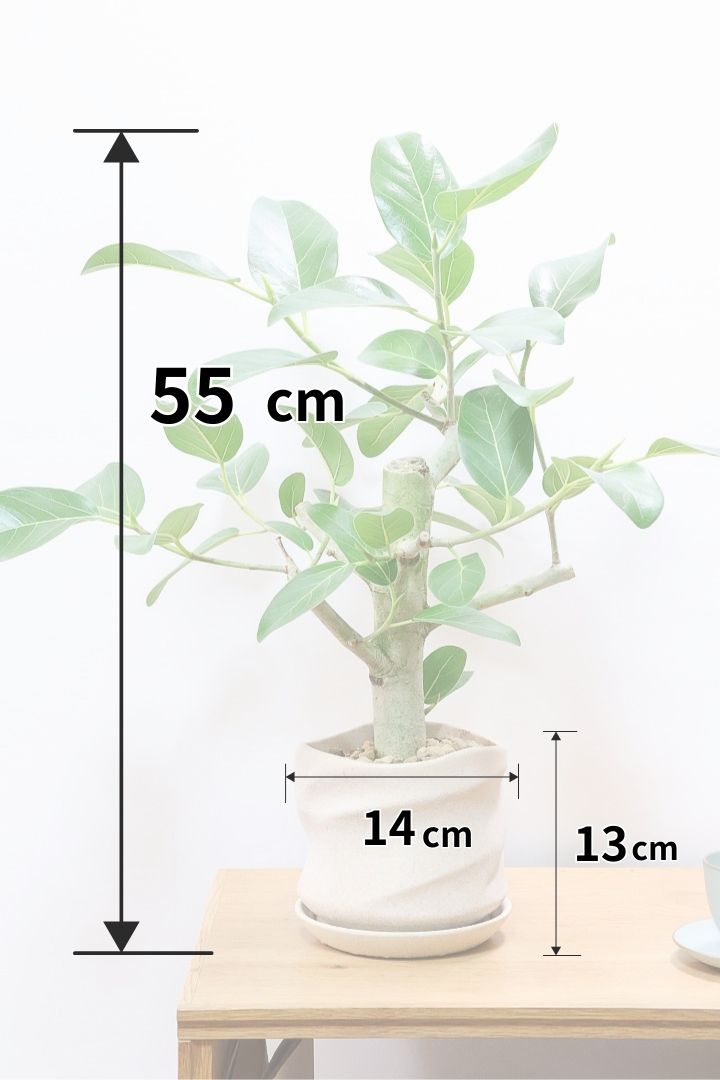【フィカス ベンガレンシス】ほぼほぼ丸太のような太い幹！このような樹形はめったに出会えません！