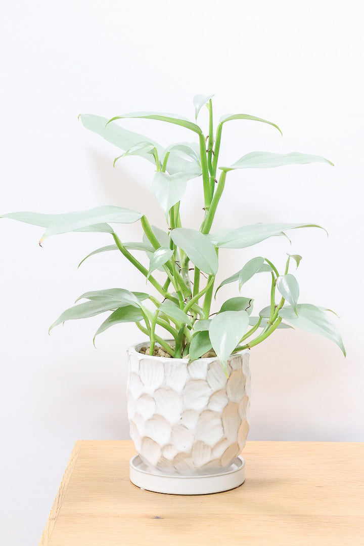 【シルバーメタル】久々の入荷！ボリュームがあります！葉の質感が特徴的な観葉植物です!!状態は最高に良いです！