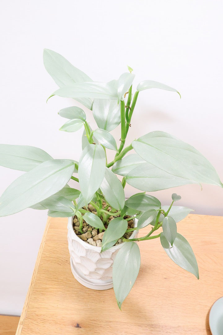 【シルバーメタル】久々の入荷！ボリュームがあります！葉の質感が特徴的な観葉植物です!!状態は最高に良いです！