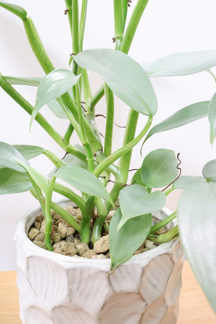 【シルバーメタル】久々の入荷！ボリュームがあります！葉の質感が特徴的な観葉植物です!!状態は最高に良いです！