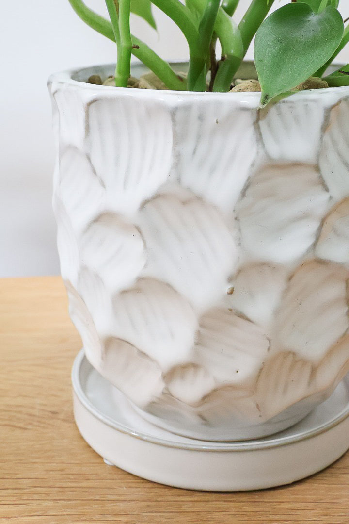 【シルバーメタル】久々の入荷！ボリュームがあります！葉の質感が特徴的な観葉植物です!!状態は最高に良いです！