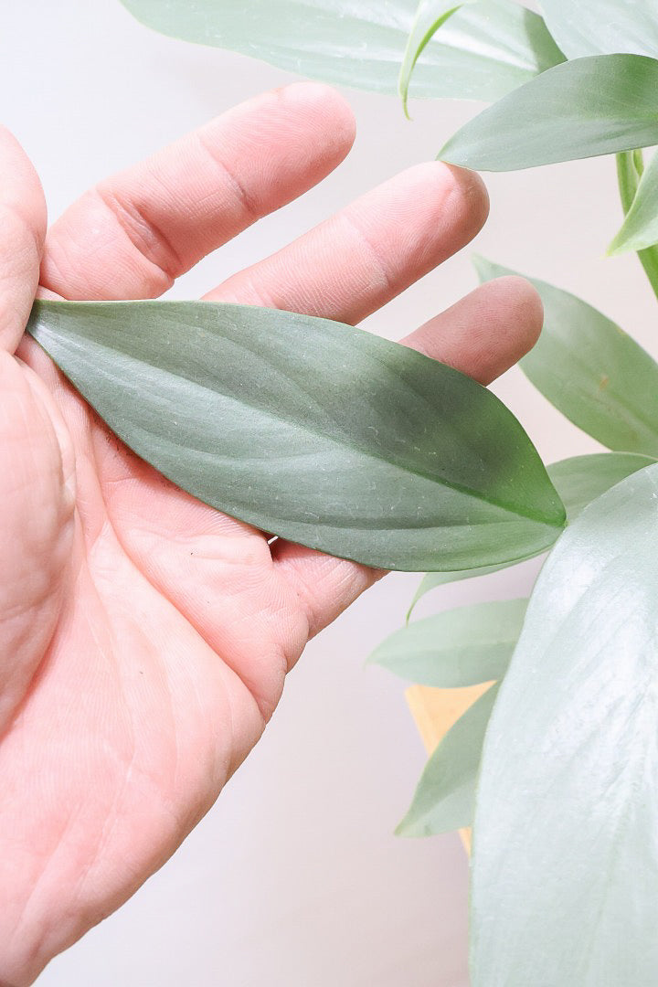 【シルバーメタル】久々の入荷！ボリュームがあります！葉の質感が特徴的な観葉植物です!!状態は最高に良いです！