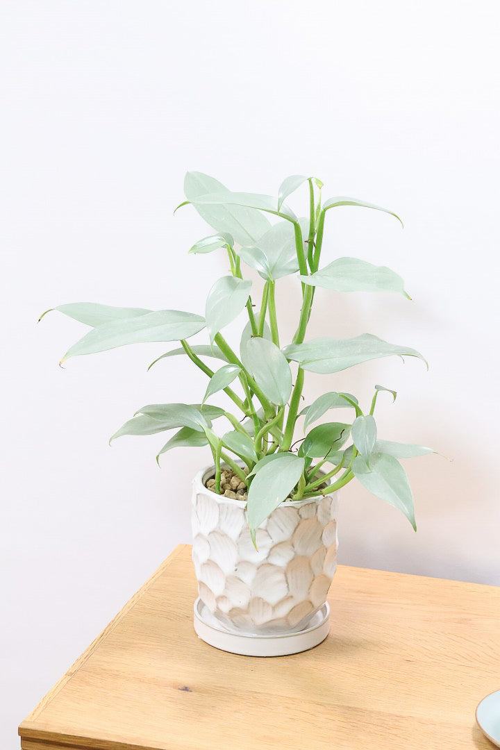 【シルバーメタル】久々の入荷！ボリュームがあります！葉の質感が特徴的な観葉植物です!!状態は最高に良いです！