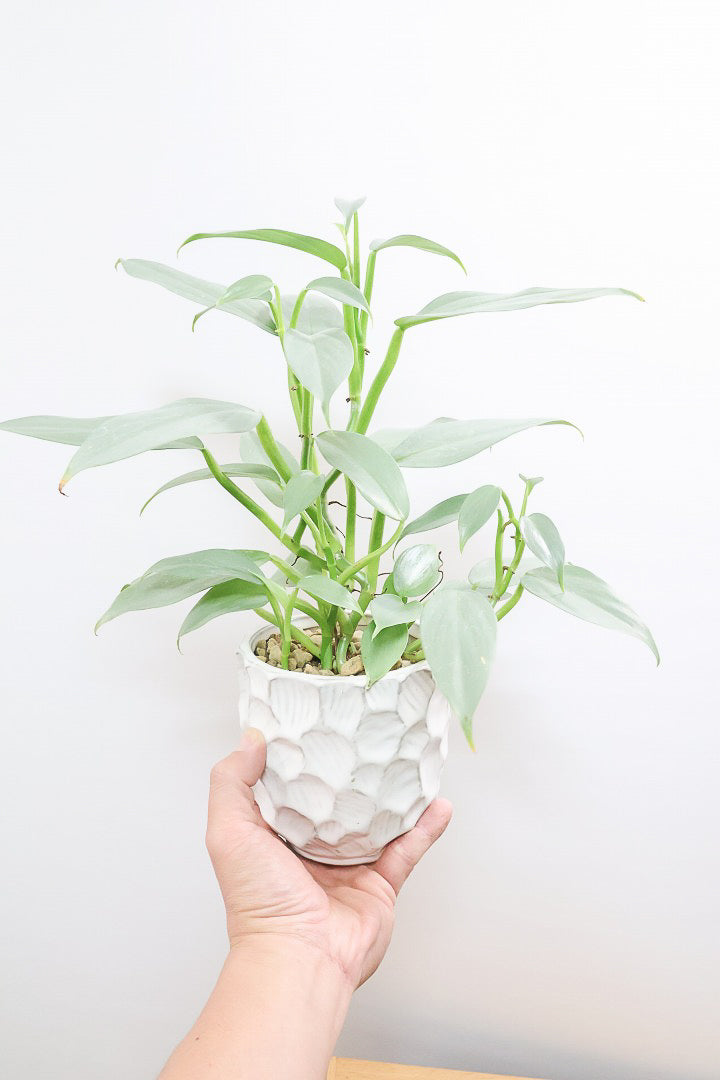 【シルバーメタル】久々の入荷！ボリュームがあります！葉の質感が特徴的な観葉植物です!!状態は最高に良いです！