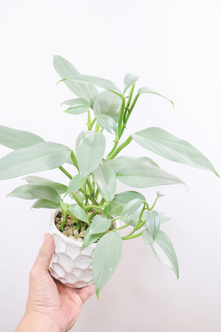 【シルバーメタル】久々の入荷！ボリュームがあります！葉の質感が特徴的な観葉植物です!!状態は最高に良いです！