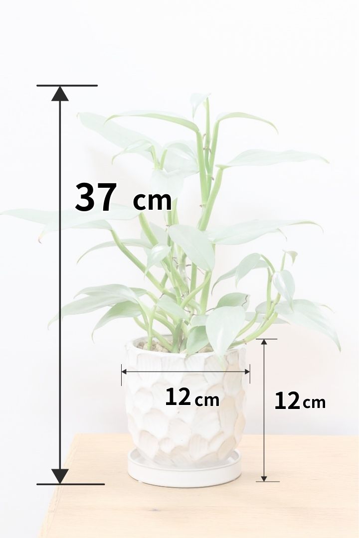 【シルバーメタル】久々の入荷！ボリュームがあります！葉の質感が特徴的な観葉植物です!!状態は最高に良いです！