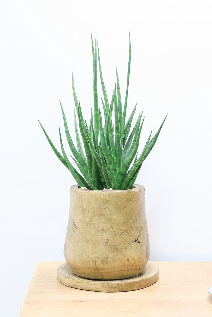 【サンスベリア トーチ】仲良しの生産者さんからいい形のものを分けてもらいました！木製のPOTもGOOD！
