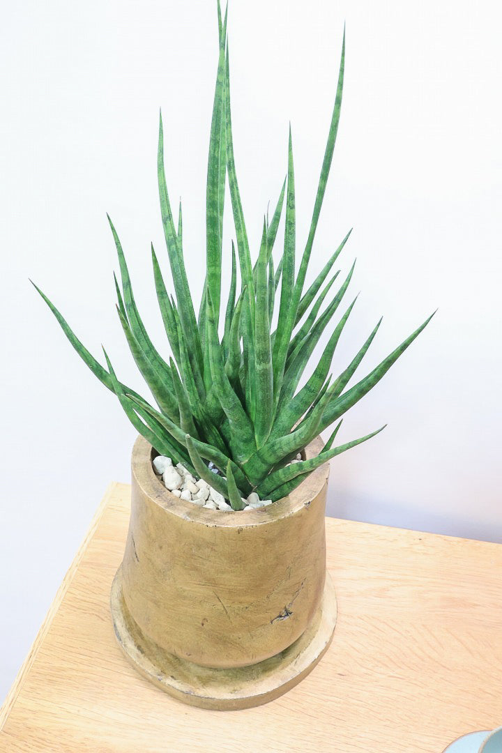 【サンスベリア トーチ】仲良しの生産者さんからいい形のものを分けてもらいました！木製のPOTもGOOD！