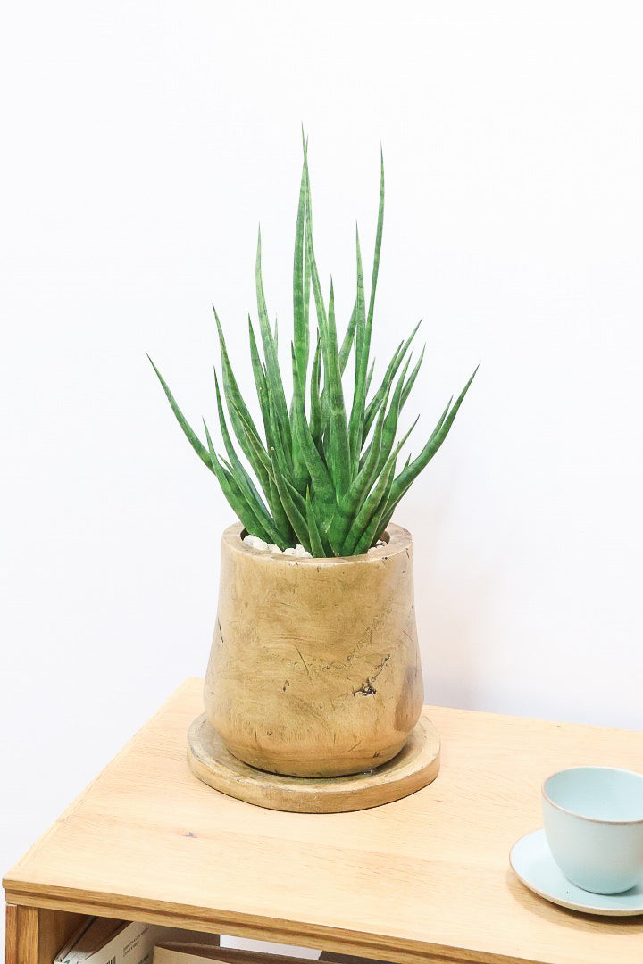 【サンスベリア トーチ】仲良しの生産者さんからいい形のものを分けてもらいました！木製のPOTもGOOD！