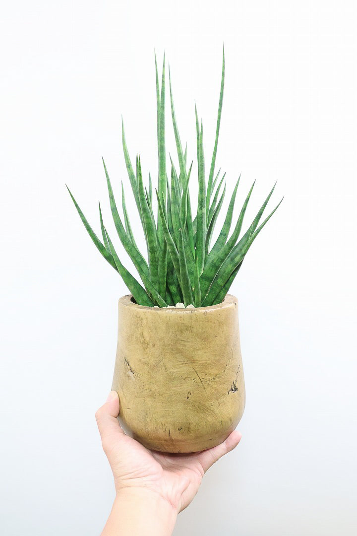 【サンスベリア トーチ】仲良しの生産者さんからいい形のものを分けてもらいました！木製のPOTもGOOD！