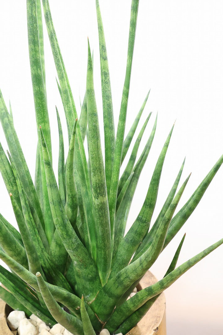 【サンスベリア トーチ】仲良しの生産者さんからいい形のものを分けてもらいました！木製のPOTもGOOD！