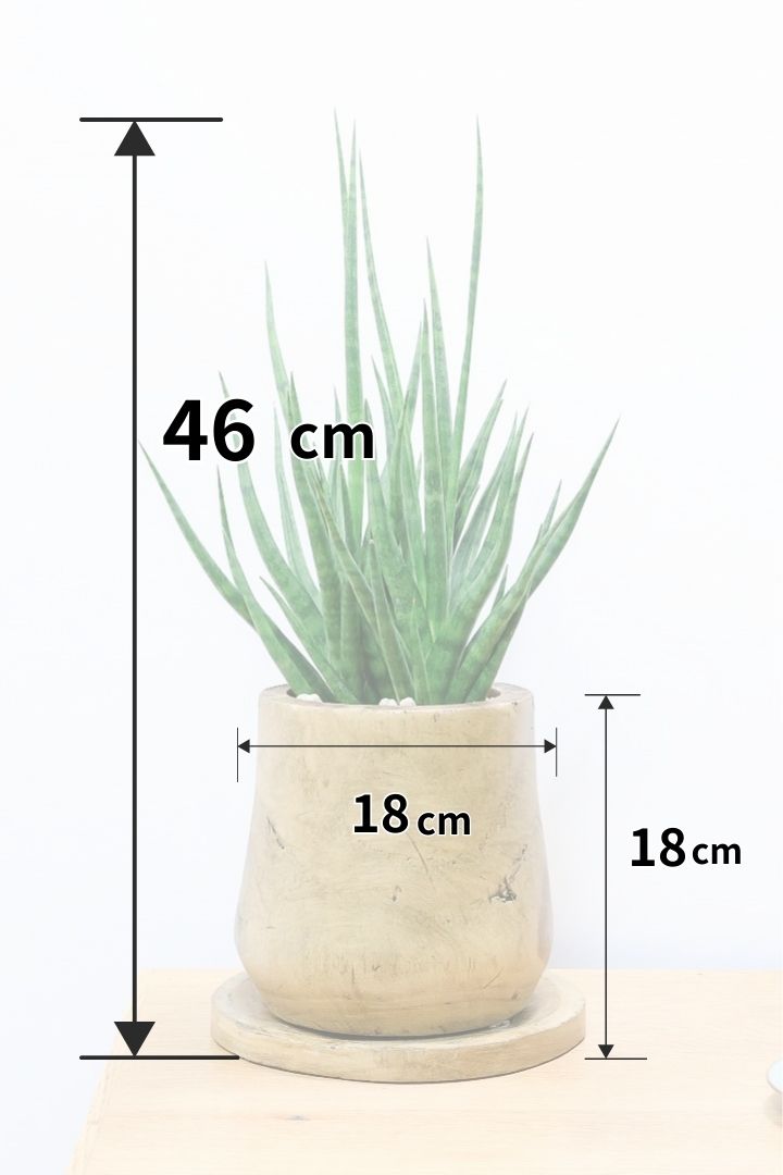 【サンスベリア トーチ】仲良しの生産者さんからいい形のものを分けてもらいました！木製のPOTもGOOD！