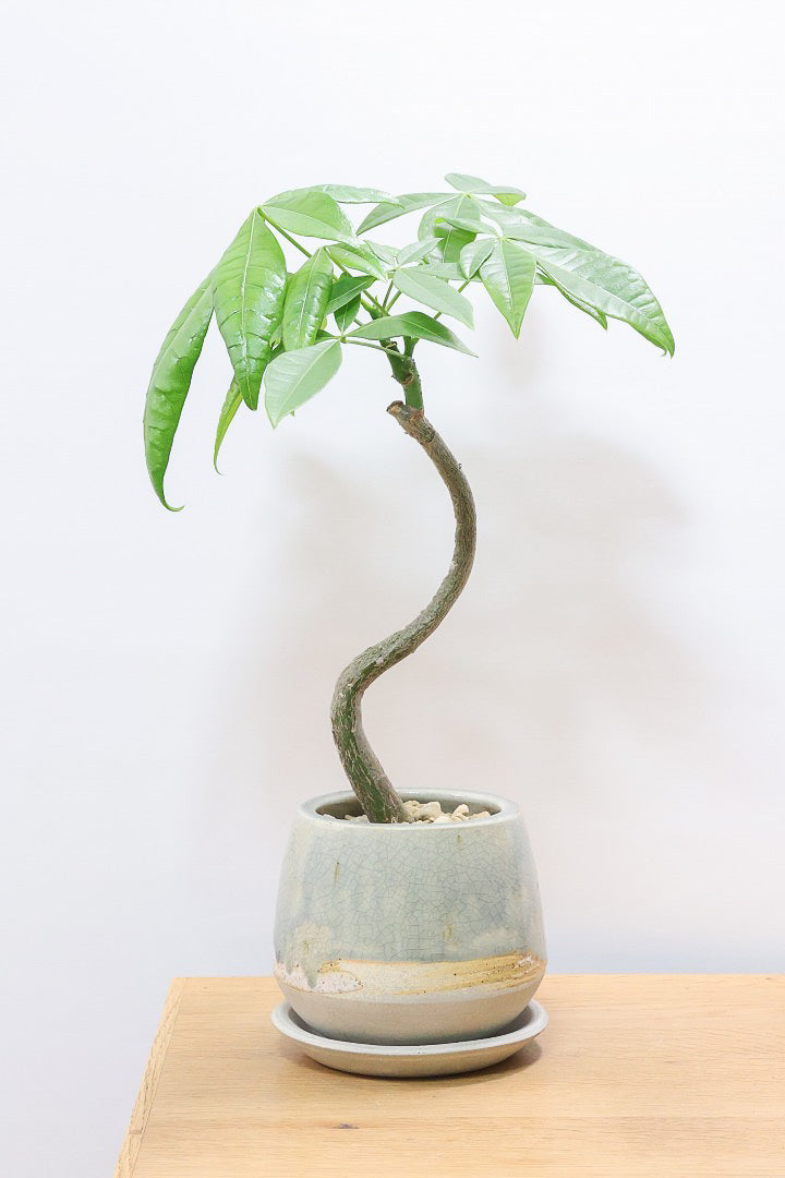 初めてでも大丈夫！元気なパキラの選び方を教えます| 観葉植物の基礎