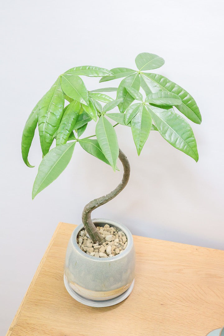 【パキラ】かわいいフォルムの幹！控えめにいっても幹のカーブがかわいいと思います！