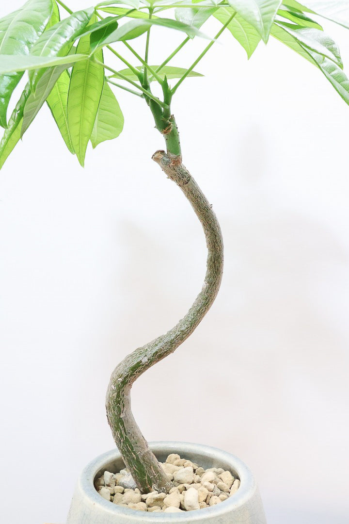 【パキラ】かわいいフォルムの幹！控えめにいっても幹のカーブがかわいいと思います！