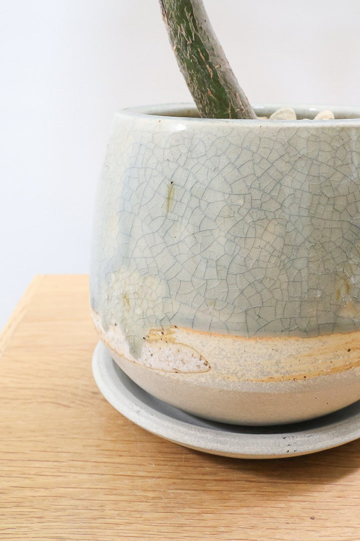 【パキラ】かわいいフォルムの幹！控えめにいっても幹のカーブがかわいいと思います！