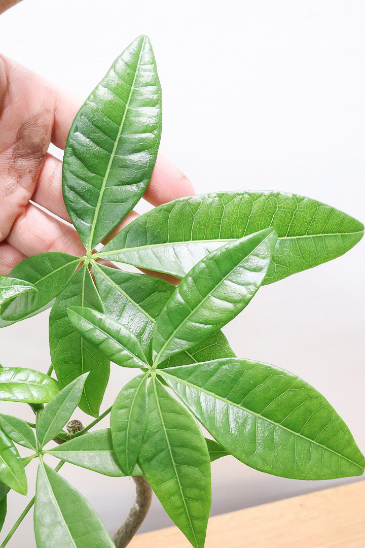 【パキラ】かわいいフォルムの幹！控えめにいっても幹のカーブがかわいいと思います！