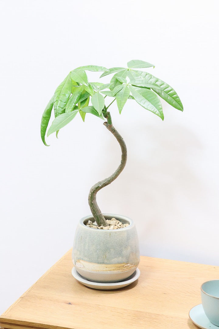 【パキラ】かわいいフォルムの幹！控えめにいっても幹のカーブがかわいいと思います！