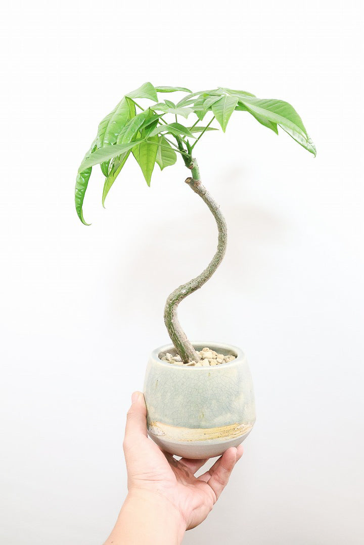 【パキラ】かわいいフォルムの幹！控えめにいっても幹のカーブがかわいいと思います！