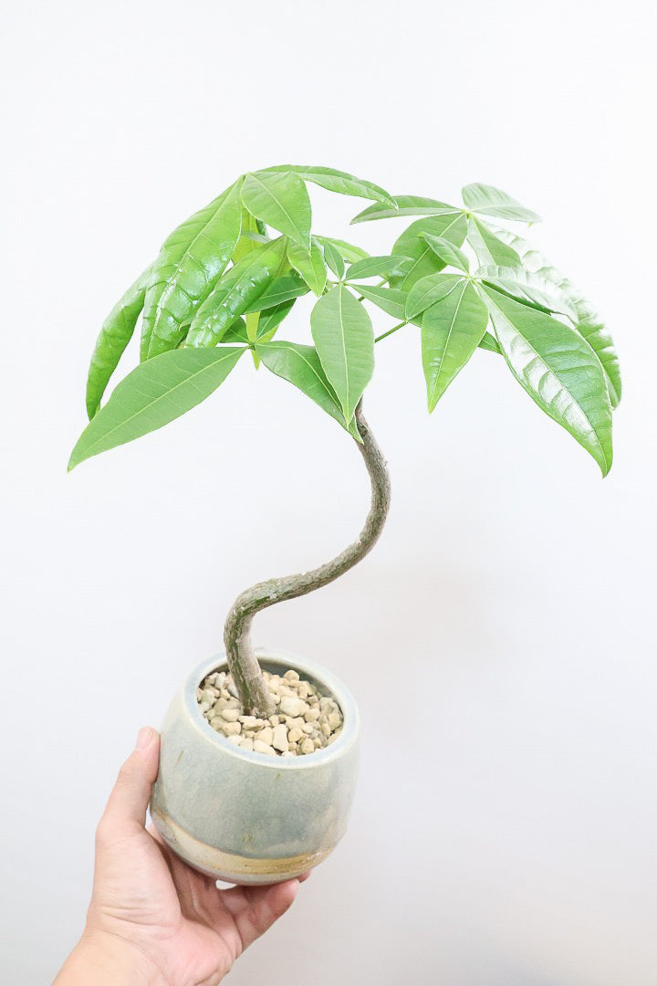 【パキラ】かわいいフォルムの幹！控えめにいっても幹のカーブがかわいいと思います！