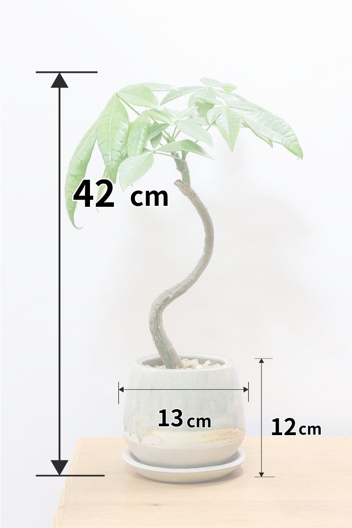 初めてでも大丈夫！元気なパキラの選び方を教えます| 観葉植物の基礎