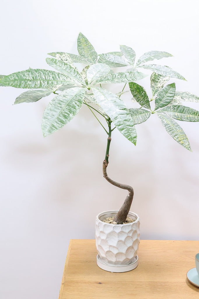 パキラ ミルキーウェイW60933| 観葉植物の通信販売 | APEGO(アペーゴ)