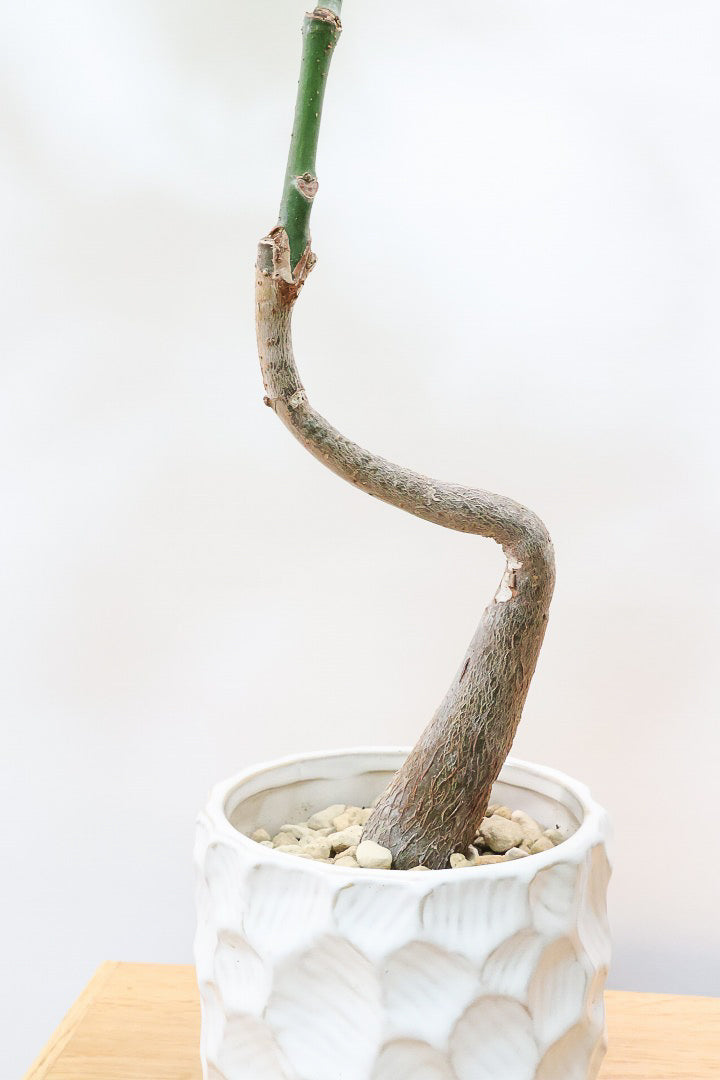 パキラ ミルキーウェイW60933| 観葉植物の通信販売 | APEGO(アペーゴ)