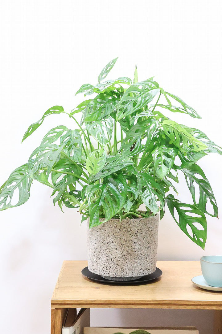 【マドカズラ】このサイズはこれがラスト！ボリュームがありますので見応えがありますよ！