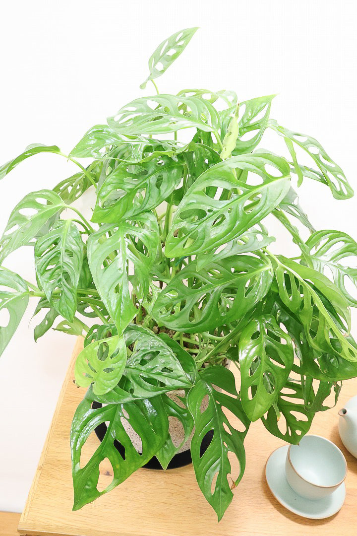 【マドカズラ】このサイズはこれがラスト！ボリュームがありますので見応えがありますよ！