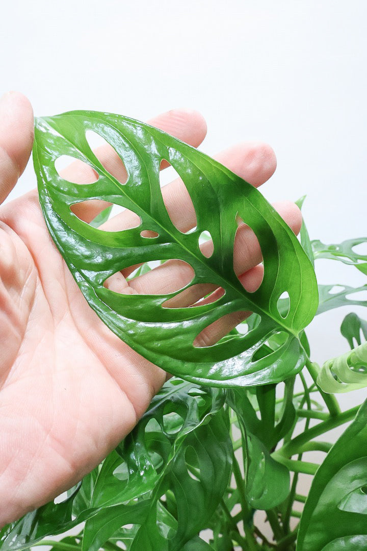 【マドカズラ】このサイズはこれがラスト！ボリュームがありますので見応えがありますよ！