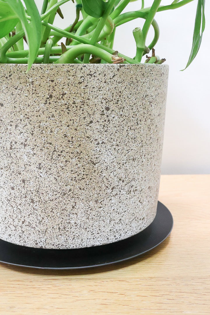 【マドカズラ】このサイズはこれがラスト！ボリュームがありますので見応えがありますよ！